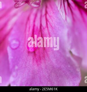 Water drop flowing down the summer flower. Natural background. Drop of water morning dew on pink petal of blooming flower, macro close up. Stock Photo