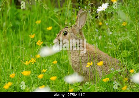 Rabbit in pasture. Stock Photo