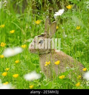 Rabbit in pasture. Stock Photo