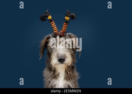 Dog pet celebrating halloween. mixed-breed puppy wearing a witch costume diadem. Isolated on blue dark background. Stock Photo