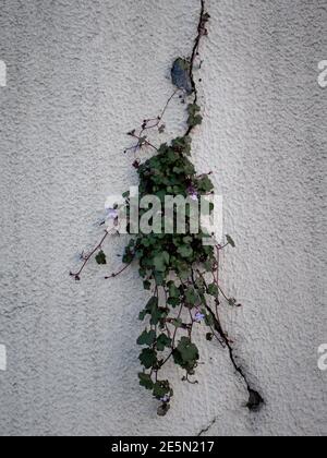 Wild plant with green leaves growing through crack on a cement wall. The concept of hope or resilience Stock Photo