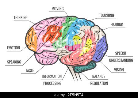 Human brain areas functional map isolated on white. Vector illustration. Stock Vector