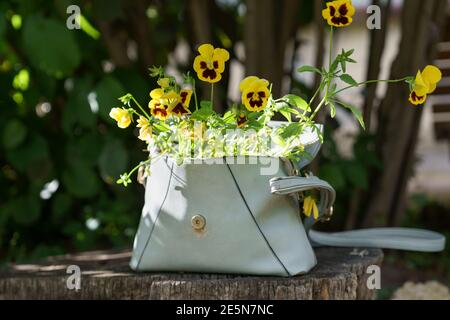 Flowering plant pansies with small yellow flowers in old leather women bag outdoor. Zero waste.  Stock Photo