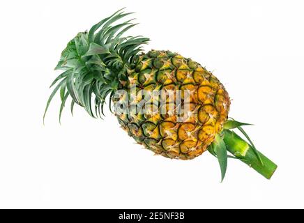 Isolated whole fresh pineapple with leaves and stem on white background. Stock Photo