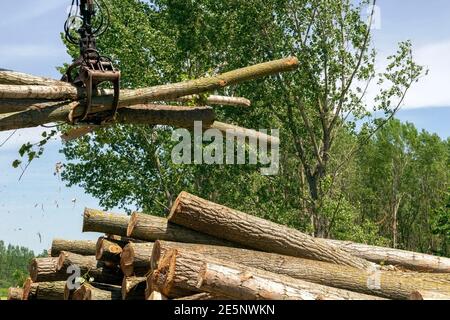 Bundle Of Tree Logs In A Crane Grabber. Loading Tree Logs with Timber Crane on a Pile. Lumber Industry and Impact on the Environment. Stock Photo