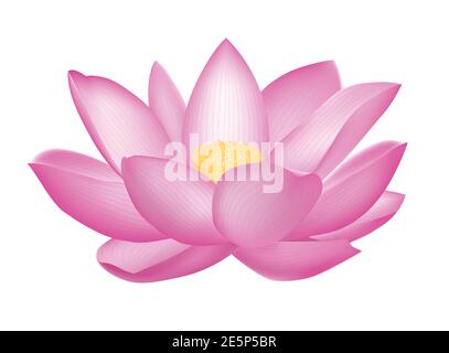 Just as a lotus grows forth from mud but is not sullied by the faults of mud, so wisdom is capable of putting you in a situation of non- contradiction Stock Vector