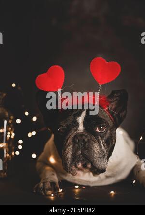 Cute French bulldog dog with headband of hearts lying on the floor with lights on a dark background. Vertical picture Stock Photo