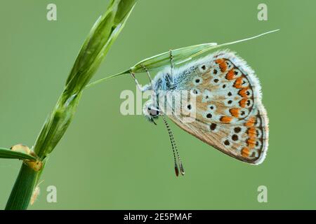 European Common Blue butterfly female, sitting motionless on the grass. Isolated on light green background, closeup. Genus species Polyommatus icarus. Stock Photo