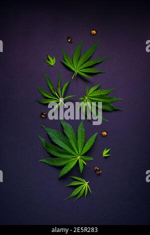 Layout of beautiful leaves of marijuana, hemp of different sizes with CBD oil capsules on a dark background. Poster in a flat lay style Stock Photo