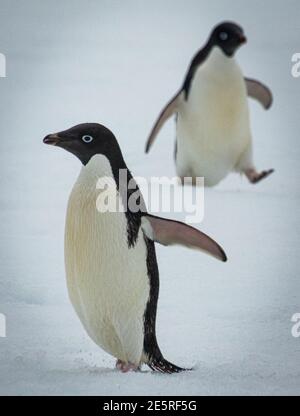 Adelie penguins, Antarctica (pygoscelis adeliae) Stock Photo