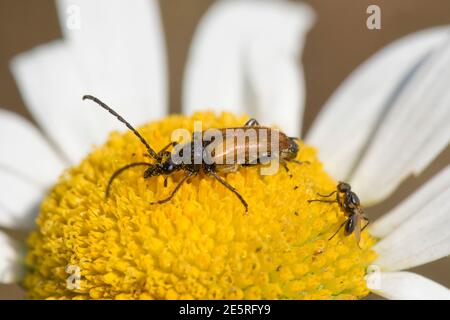 A lonhorn beetle (Paracorymbia maculicornis) adult on the disc flowers of an oxeye daisy with a small orange and black fly, Berkshire, June Stock Photo