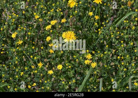 Black medick (Medicago lupulina), rough hawkbit (Leontodon hispidus) and nipplewort (Lantana communis) yellow flowers on a dry meadow, July Stock Photo