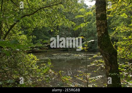 Pond with clear shallow water and oxygenating plants enclosed in leafy deciduous woodland in late summer, Berkshire, September Stock Photo