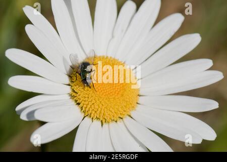 Green Muscidae fly (Neomyia cornicina) feeding on nectar from the disc flowers of and oxeye daisy (Leucanthemum vulgare), Berkshire, September Stock Photo