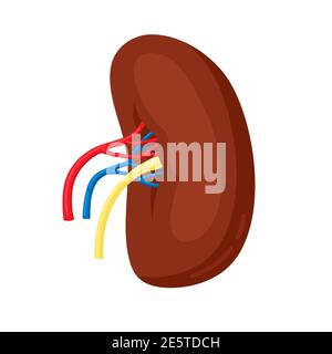 Human spleen illustration in flat style isolated on white background. Spleen internal anatomy, human organ, anatomical illustration Stock Vector