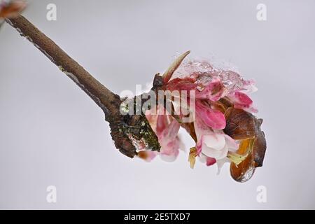 Snow on Winter Snowball Flowers Stock Photo