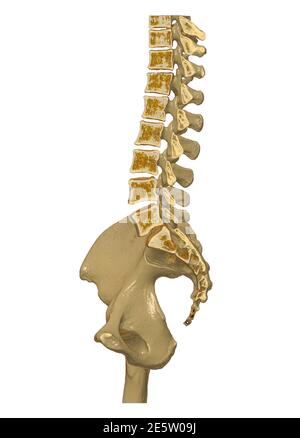 CT Lumbar spine or L-S spine 3D rendering image sagittal view 3D ...
