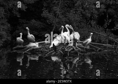 Pelicans on the pond. Waterfowl relax on the island. Birdwatching in the park Stock Photo