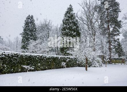 A suburban front garden with hedges and fir trees covered in snow during a heavy snowfall in Woking, Surrey, south-east England in winter Stock Photo