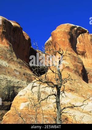 A dead tree in front of a cliff of Entrada Sandstone, on a sunny day, in Archers National Park, Utah Stock Photo