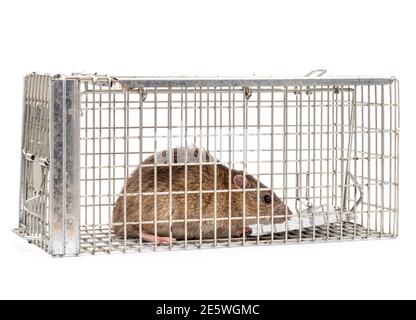 A live mouse caught in a humane mouse trap Stock Photo - Alamy