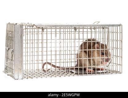 Rat trapped in humane trap Stock Photo