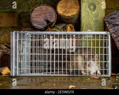 Rat trapped in humane trap in garden with logs in background Stock Photo