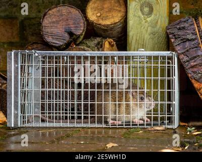 Rat trapped in humane trap in garden with logs in background Stock Photo