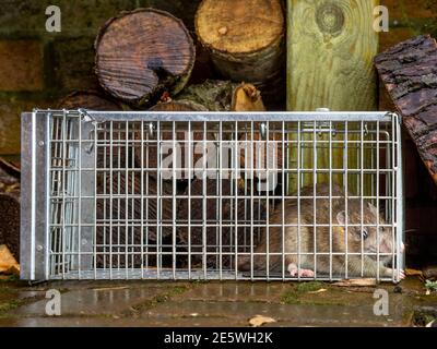 Rat trapped in humane trap in garden with logs in background Stock Photo