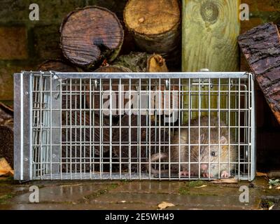 Rat trapped in humane trap in garden with logs in background Stock Photo