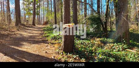Pathway between the hight trees and tree stump in the winter Stock Photo