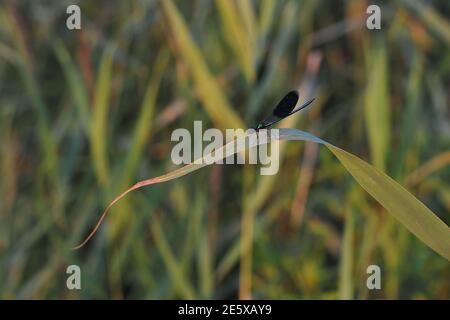 Large blue dragonfly on a green leaf of grass Stock Photo