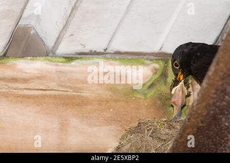 Blackbird (Turdus merula), male feeding nestlings, UK Stock Photo