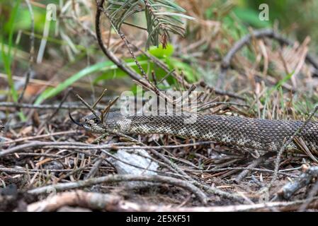 Northern Pacific rattlesnake, Northeast Oregon. Stock Photo