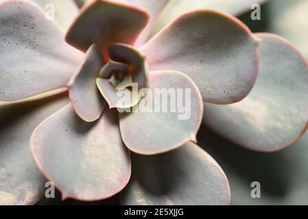 Fresh succulent plant, closeup top view, macro Stock Photo