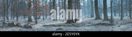 Forest panorama with fallow deer Stock Photo