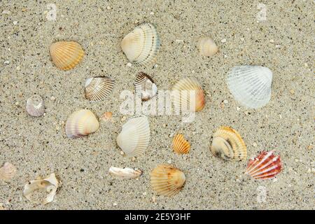 Different cockles, Cardiidae, in the sand Stock Photo
