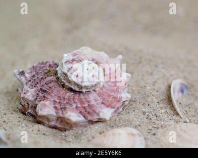 Sea snail in the sand close up Stock Photo