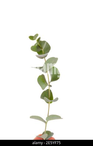 Fresh eucalyptus leaves isolated on white background. Stock Photo