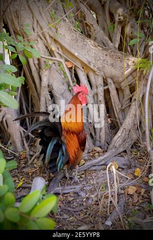 Rooster in Key West, Florida, FL USA.  Southern most point in the continental USA.  Island vacation destination for relaxed tourism. Stock Photo