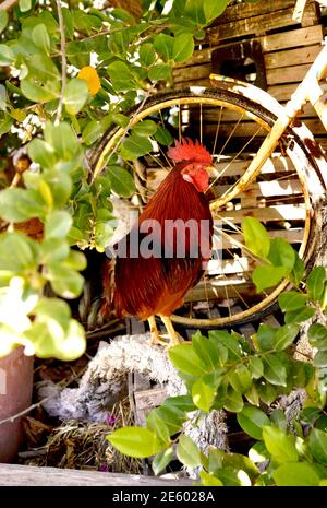 Wild Rooster in Key West, Florida, FL USA.  Southern most point in the continental USA.  Island vacation destination for relaxed tourism. Stock Photo