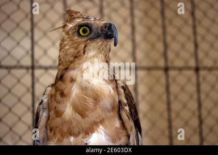 Javan Hawk eagle Spizaetus bartelsi Stock Photo - Alamy