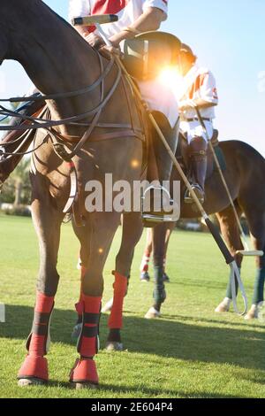 Portrait shot of Polo Players Stock Photo