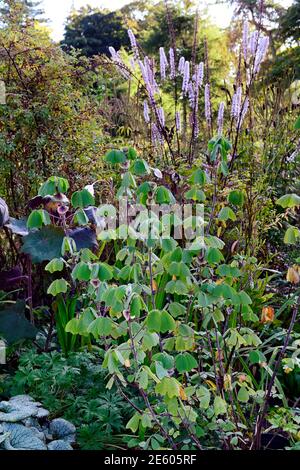 Amicia zygomeris,yoke-leaved amicia,covered with light frost,Actaea simplex Atropurpurea Group,cimicifuga racemosa,flower,flowers,flowering,autumn in Stock Photo