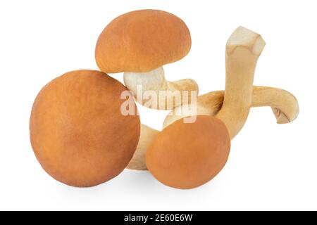 Fresh shimeji (brown beech) mushrooms  isolated on white background. Stock Photo