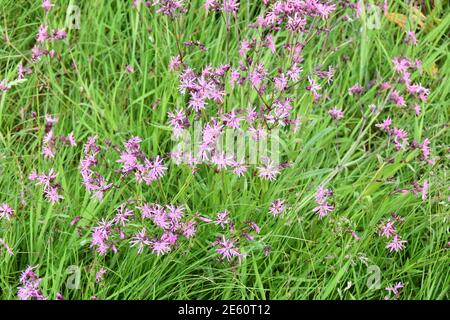Field of wildflower ragged-robin Silene flos-cuculiv Stock Photo