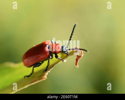 Red lily beetle garden pest insect Lilioceris lilii on a leaf Stock Photo