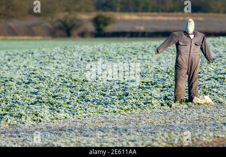 Scarecrow in winter crops with frost on the ground.  The scarecrow has a rugby ball for a head and is wearing a simple grey overall.  Horizontal. Stock Photo