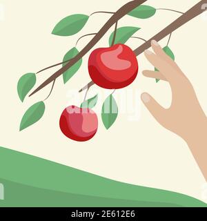 Hands are picking apples in the garden. Vector illustration Stock Vector