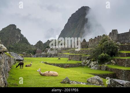 Llamas at Machu Picchu, Peru. Stock Photo